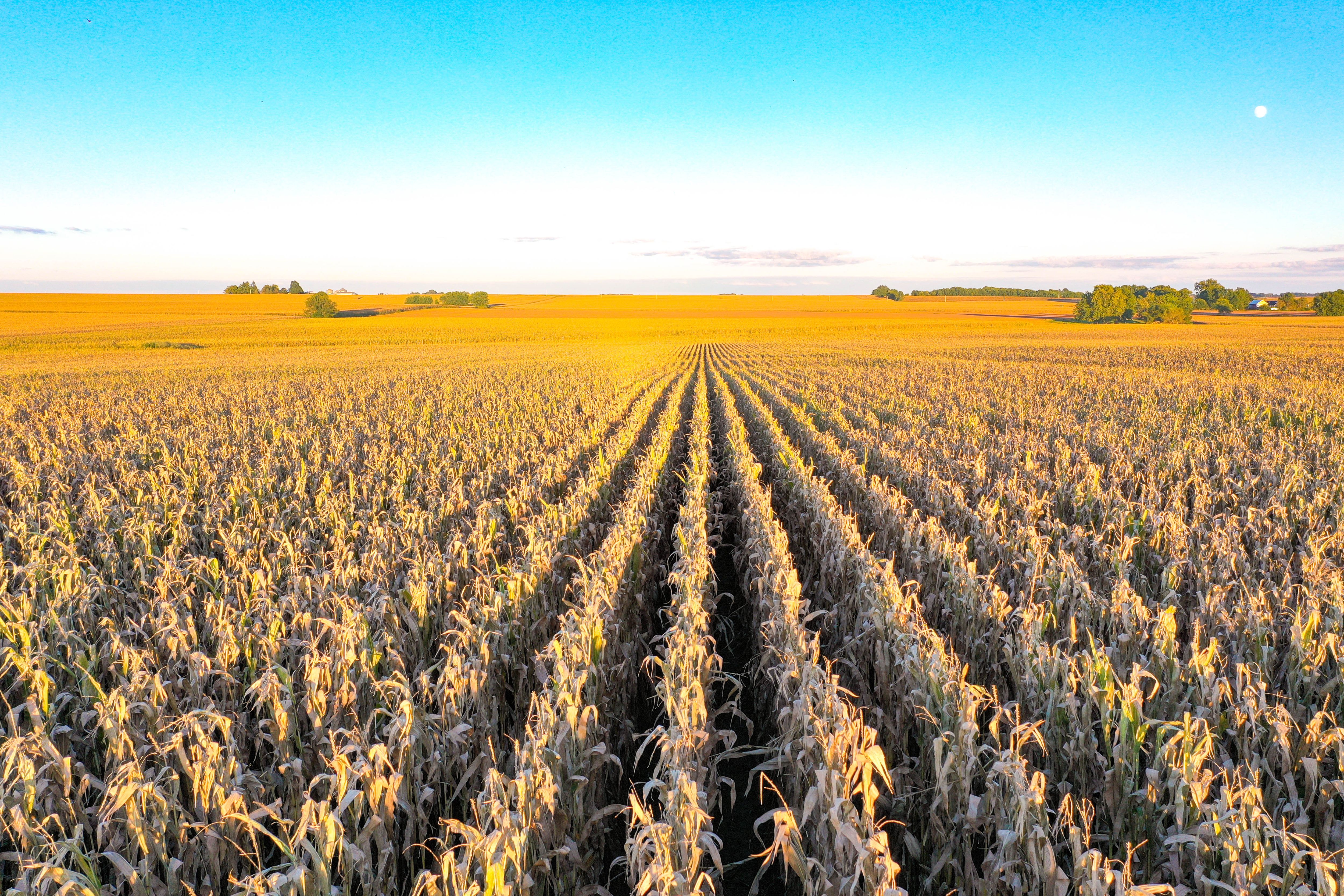 Listing Photo: 17-Butler Co Iowa Land Available